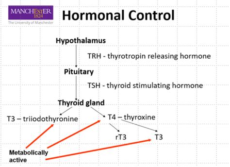 Week 11 Thyroid Disease Hypothyroidism Flashcards Quizlet