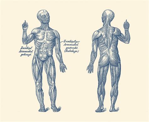 Arm muscles are very susceptible to being pulled or torn since every activity revolves around that area of the body. 30 Human Arm Muscle Diagram - Wiring Database 2020