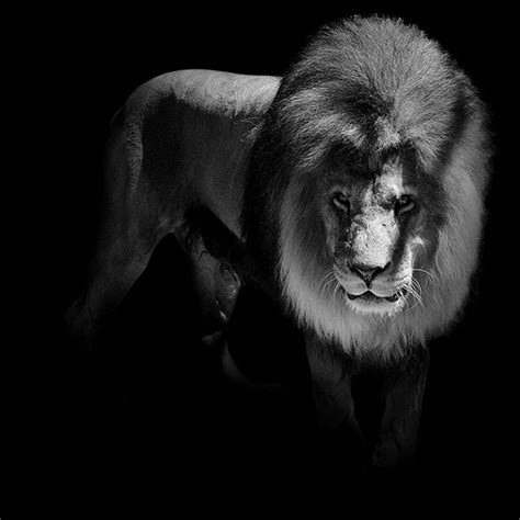 Breathtaking Black And White Animal Portraits By Lukas Holas