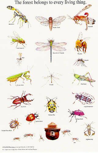 Insect Identification Clipart 20 Free Cliparts Download Images On