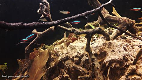 These pictures of this page are about:aquarium 30cm rio negro. Amazon, Rio Negro, 230 L • Biotope Aquarium