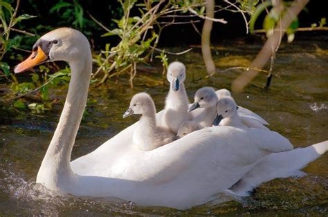 Aawdorable Swan Moms Carrying And Protecting Swan Babies Baby Swan