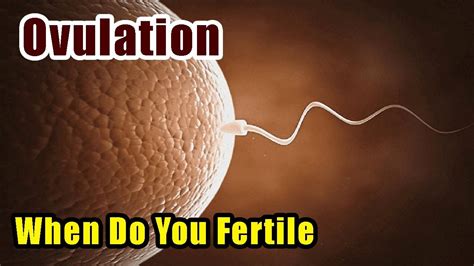 Ovulation Symptoms Top 5 Signs You Are Fertile Now Youtube