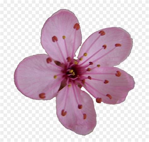 Sakura Blossom Clipart Orange Cherry Blossom Single Flower Hd Png