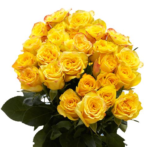 Two Dozen Yellow Roses Free Valentine's Day Delivery | GlobalRose