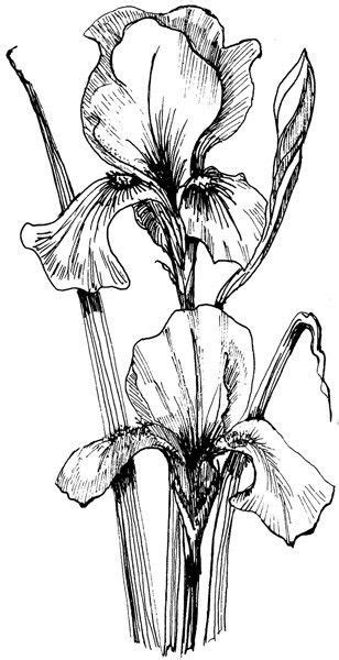 38+ iris coloring pages for printing and coloring. Pin by Peggy Angelicola on line drawings of irises (With images) | Iris drawing, Flower sketches ...