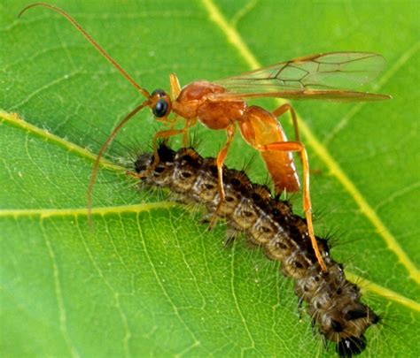 Nightmarish Parasitoid Wasps Are Quietly Taking Over The Planet