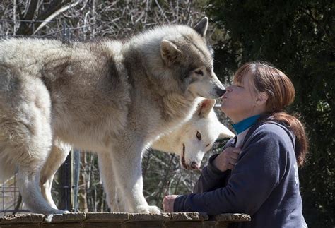 Wolf Dogs Find Home At Howling Woods