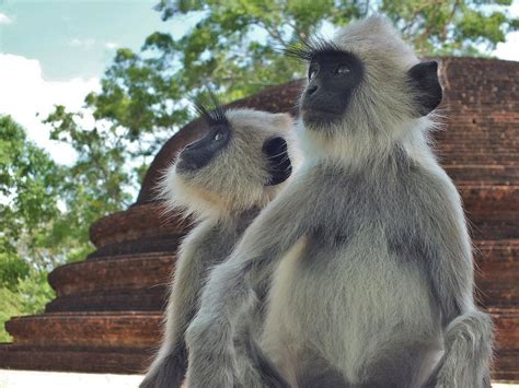 Grey Langur Monkeys Photograph By Simon Northcott