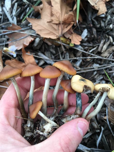 Are These Magic Mushrooms Psilocybe Azurescens Mushroom Hunting And