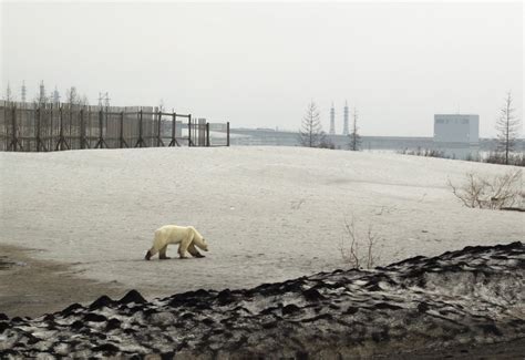 exhausted polar bear wanders into siberian city reuters