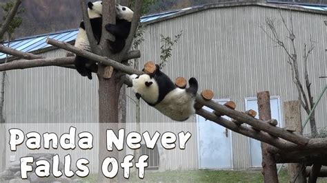 Flexible And Chubby Panda Never Falls Off Ipanda Youtube