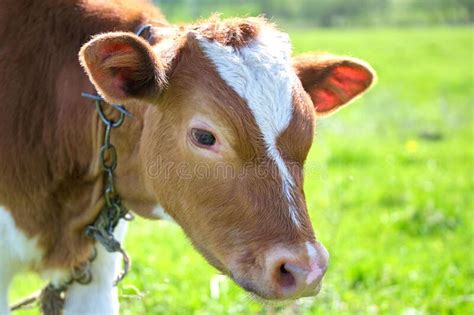 Head Portrait Of Young Calf Grazing On Green Farm Pasture On Summer Day