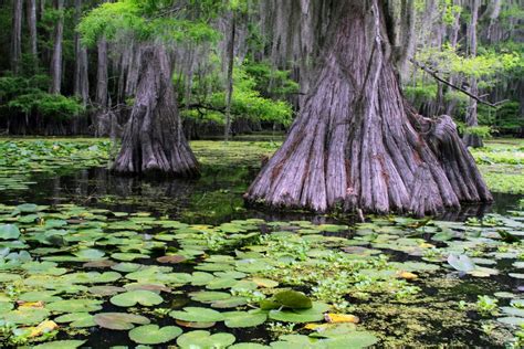 Caddo Lake National Wildlife Refuge Visit Marshall Texas