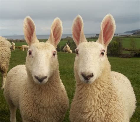 Bluefaced leicester schafe gehören zu den langwolligen rassen und sind hier die schafe mit der feinsten wolle. Border Leicester sheep ....I used to have some. They were ...