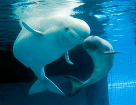 Precious Baby And Mama Beluga Whale Beluga Whale Whale Beluga