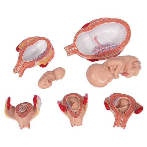 Anatomical Teaching Model Plastic Obgyn Models Pregnancy Series Model