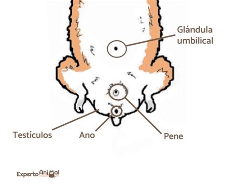 ¿cómo Diferenciar Un Hámster Macho De Una Hembra Tips Y Consejos