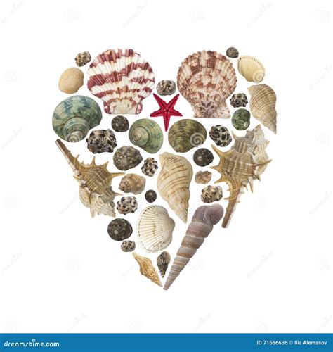 Heart Shape Made Of Shells Isolated Stock Photo Image Of Heart