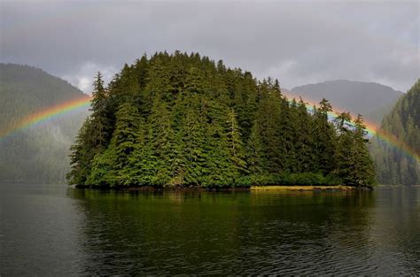 See And Save These Magnificent Trees Tongass National Forest