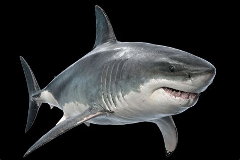 Shark 3d Model Shark Attack