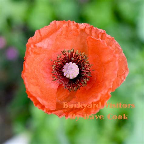 The Delicate Paper Like Petals Of A Red Icelandic Poppy Flower Were