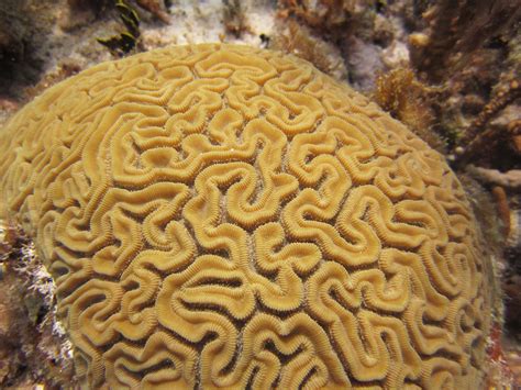 Grooved Brain Coral Bnss