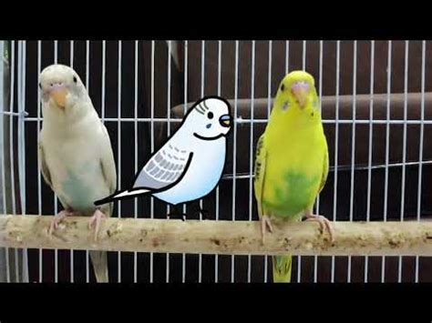 Happy Budgies Sounds Singing Budgies YouTube