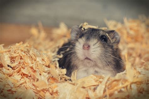 The Ultimate Guide To Hamster Hair Loss Fauna Care