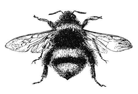 Free Stock Image Vintage Bumblebee The Graphics Fairy