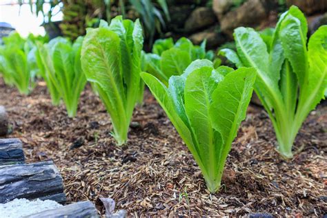 How To Grow Romaine Lettuce Steb By Step