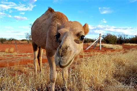 Baby Camel Outback Australia By Joanna Beilby Redbubble