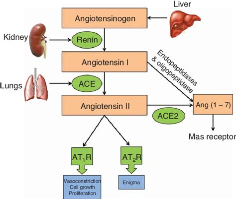 Schematic Overview Of The Renin Angiotensin System Download