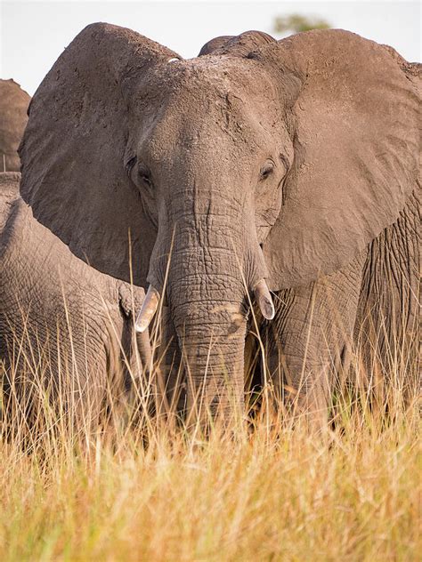 Elephant Photograph By Dan Leffel Fine Art America