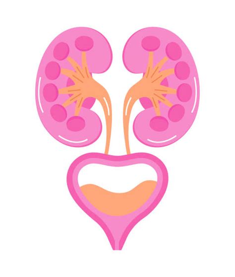 Kidney Cyst Illustrations Royalty Free Vector Graphics And Clip Art Istock