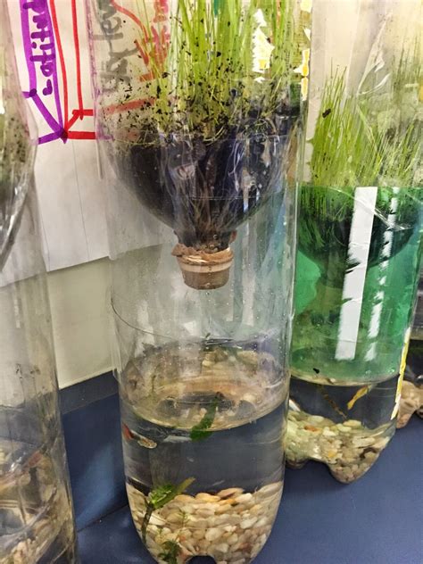 Mrs Rogers Roost Bottle Ecosystems Ecosystem In A Bottle
