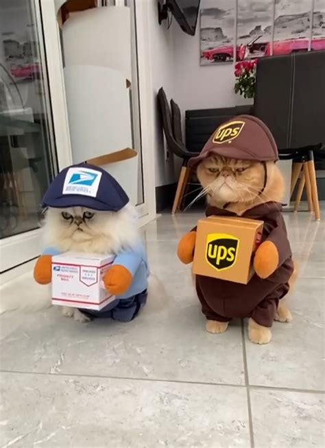This Cat Duo Dress Up As Delivery Drivers For Halloween