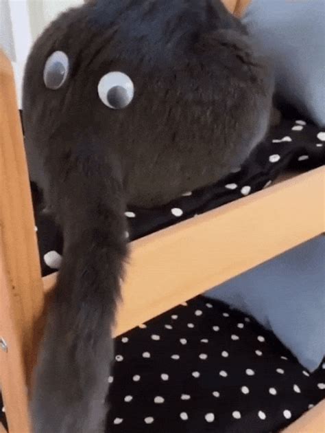 Did You Know Cat Butt With Googly Eyes Looks Like An Elephant