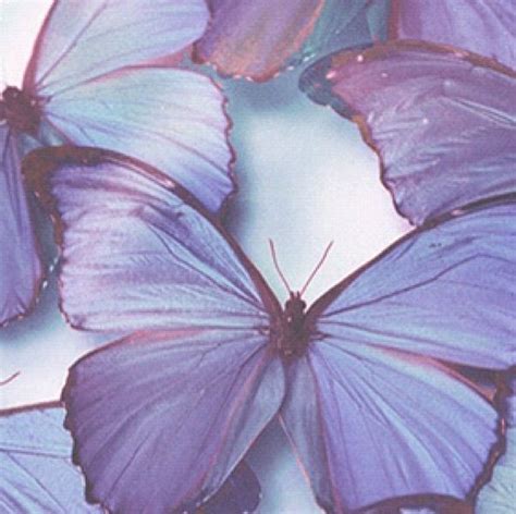Blue Butterflies Lavender Aesthetic Pastel Aesthetic