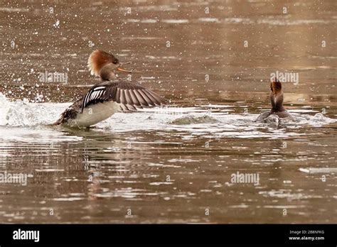 Hooded Mergansers In Breeding Season Flock Stock Photo Alamy