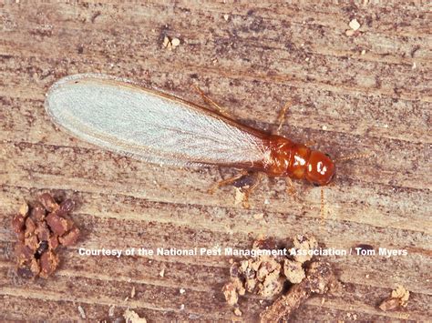 Drywood Termites Control And Exterminators For Termites