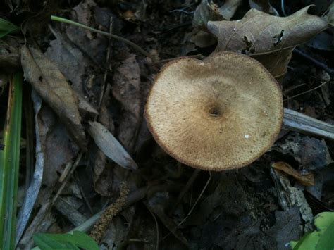 Virginia Spring Mushroom Finds Mushroom Hunting And