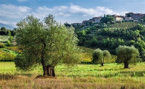 Types Of Olive Trees In Italy Dominque Estrella