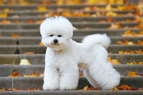 10 Things You Should Know Before Owning a Bichon Frise