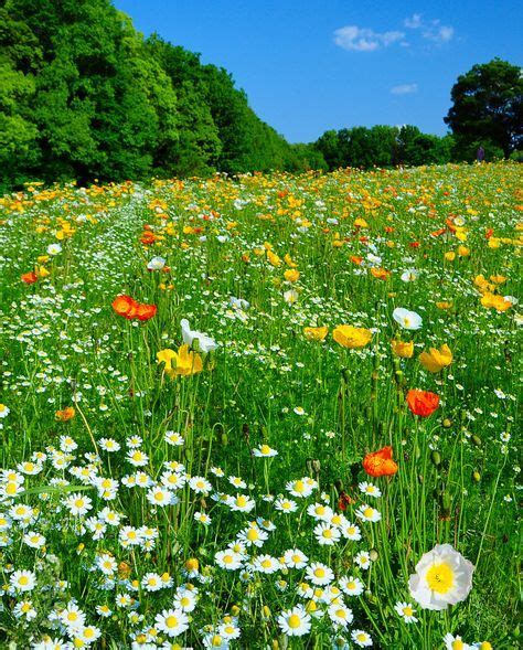 I Really Miss The Beautiful Meadows 😔 Wild Flowers Beautiful Nature