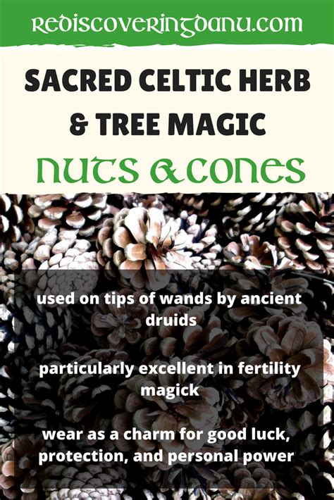 Nuts And Cones Were Used By The Ancient Irish In Spell Magick For Good