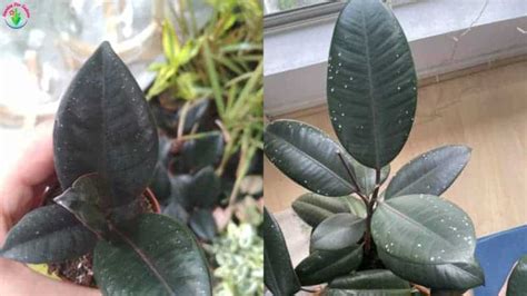 Proper diagnosis can lead to the correction of the issue and the return of your. Why Does My Rubber Plant Have White Spots? (And How to Fix ...