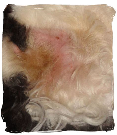 How to Get Rid of Hot Spots on Cats | PetHelpful