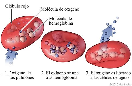 Hemoglobina Cigna