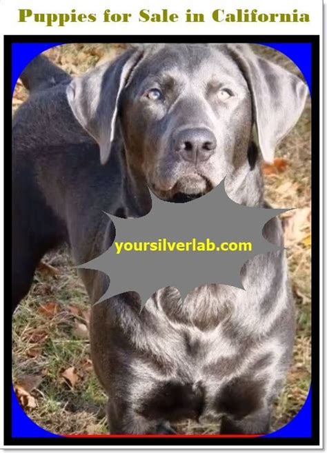 6 blountsville, al 35031 phone: Silver lab puppies for sale in California-Best Labrador ...